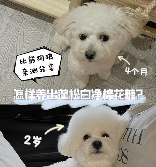 比熊犬何时更换狗粮最合适？换狗粮有哪些注意事项？