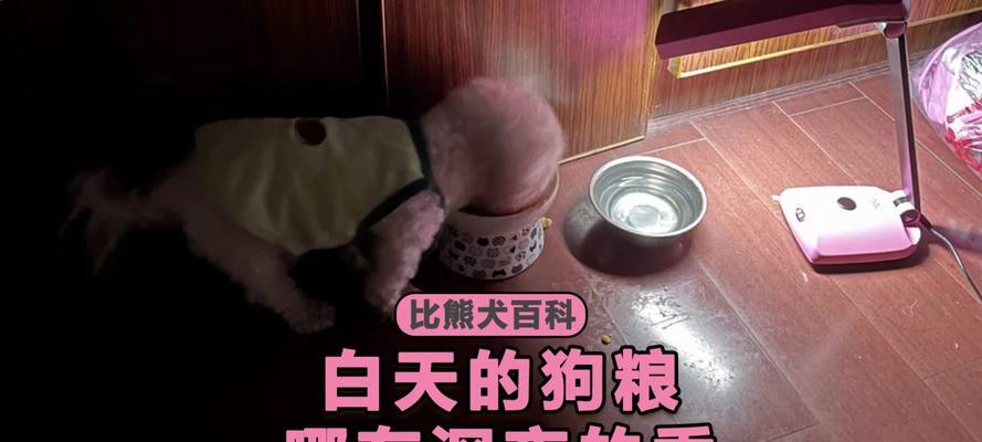 4个月比熊一餐应该吃多少狗粮？喂食量标准是什么？