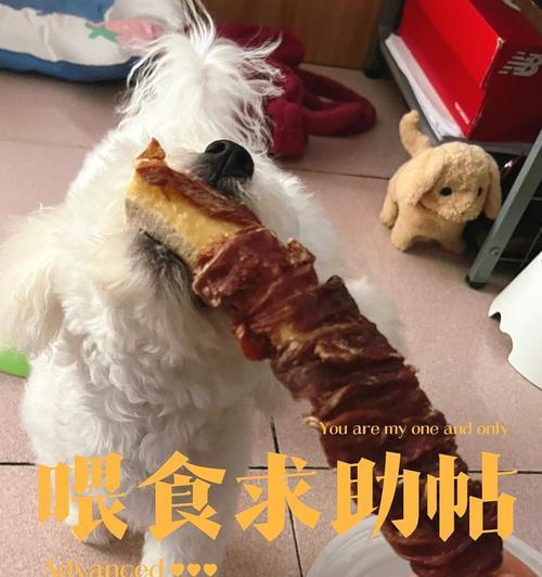 比熊幼犬可以喂鸡肝吗？如何正确喂食？