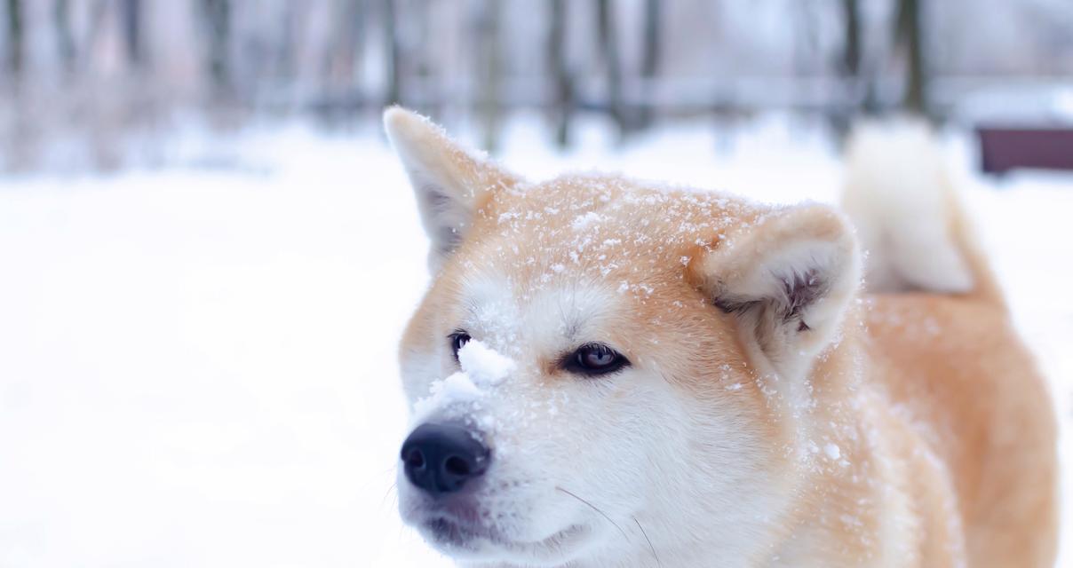 秋田犬适合哪种狗粮？中型犬还是大型犬狗粮？