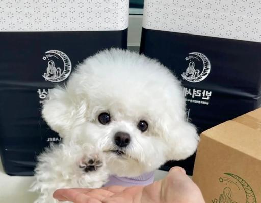 比熊犬食用咸肉：会有哪些影响？