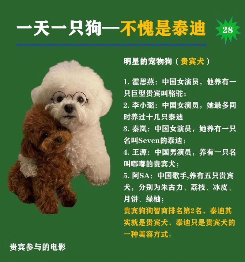 贵宾犬出售时应该提供哪些照片？如何展示贵宾犬的最佳形象？