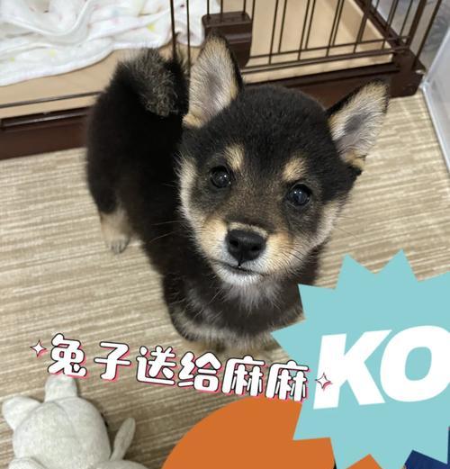 中型犬每月狗粮消耗量正常吗？如何判断？