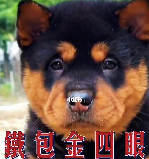 中华柴犬一般多少一只？