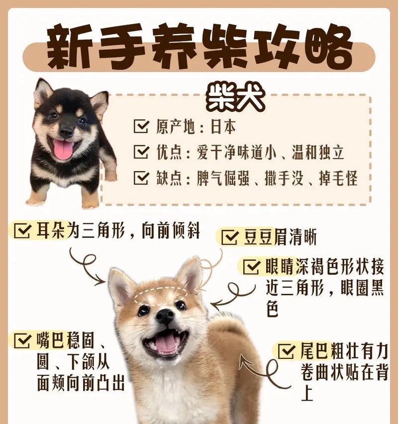 捡到柴犬在翔安地区需要支付多少领养费？