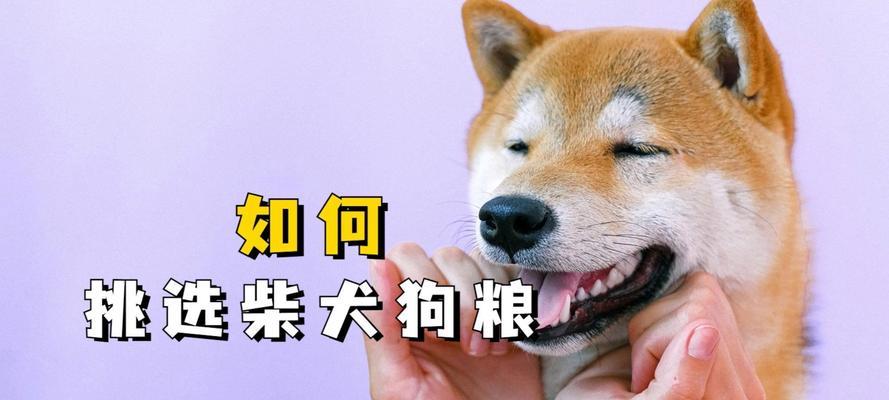 柴犬每天需要喂多少毫升的粮食？柴犬的饮食管理有哪些要点？