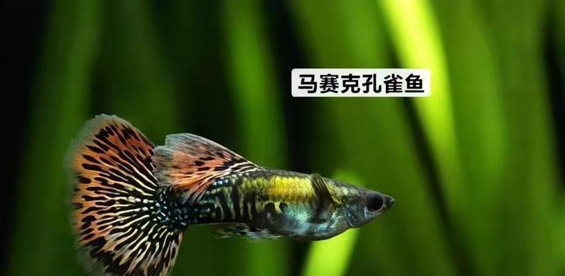 养孔雀鱼鱼苗时选择哪种泵最合适？泵的功率和流量如何确定？