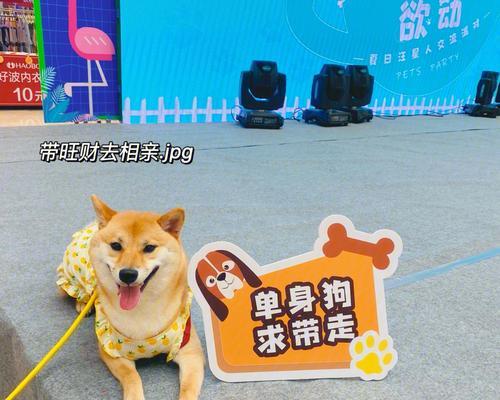 柴犬流产和绝育的费用是多少？一起做有什么注意事项？