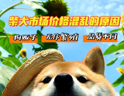 临沂小柴犬价格多少？临沂柴犬购买渠道有哪些？