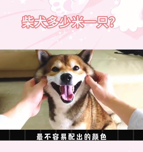 买一只柴犬需要多少钱？如何选择一只性价比高的柴犬？