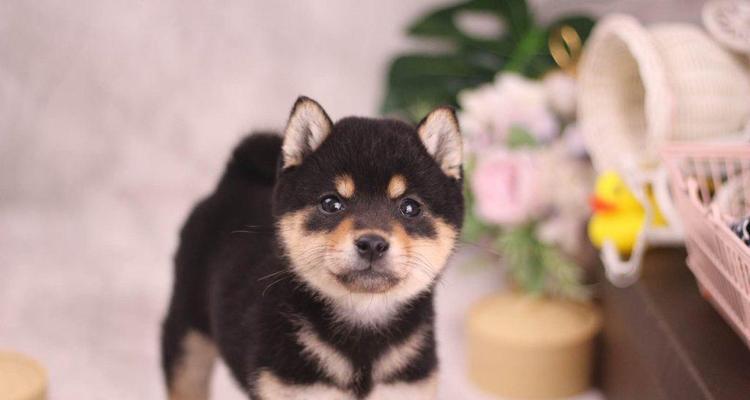 买一只柴犬需要多少钱？如何选择一只性价比高的柴犬？