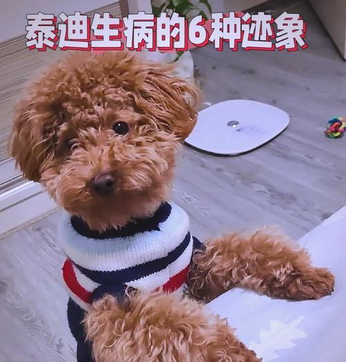 泰迪犬每日食量应该是多少？如何根据体重调整食物分量？