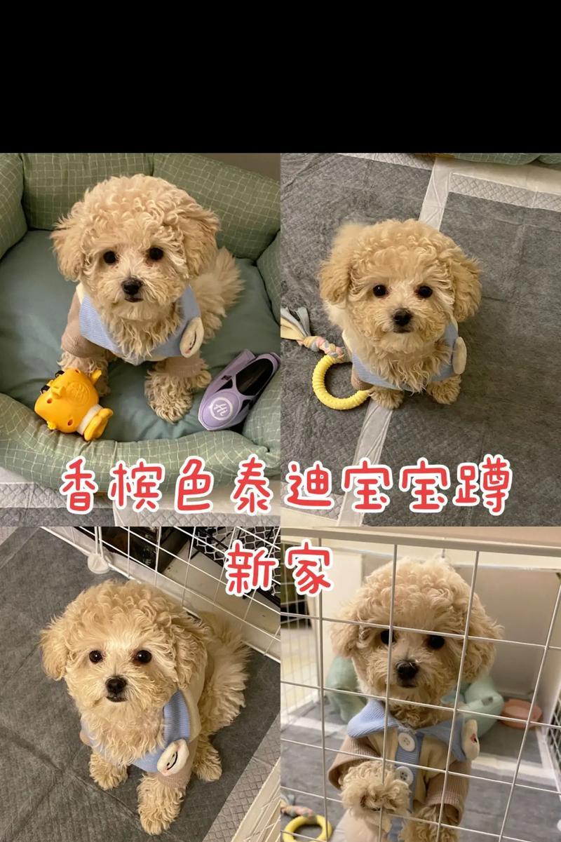 丽江泰迪幼犬的售价是多少？如何鉴别泰迪幼犬的健康状况？