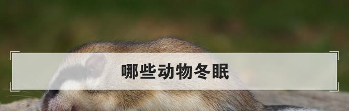 哪些小型犬不需要冬眠？