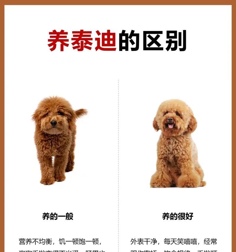 在哪里购买泰迪犬最为合适？价格大约是多少？