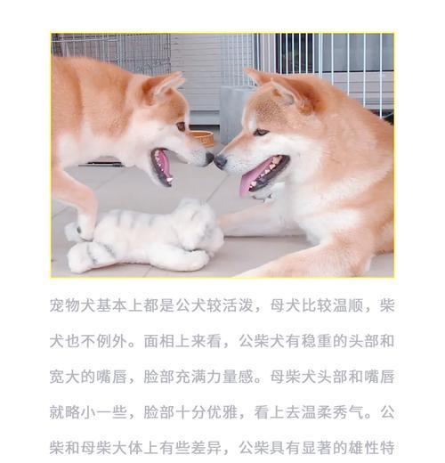 带柴犬去公园玩合适吗？公园入场费用是多少？