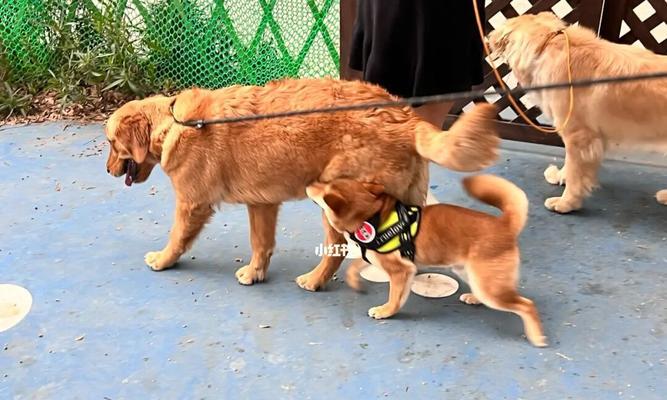 带柴犬去公园玩合适吗？公园入场费用是多少？