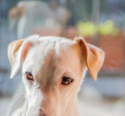 哪些小型犬的耳朵比较长？它们的特点是什么？