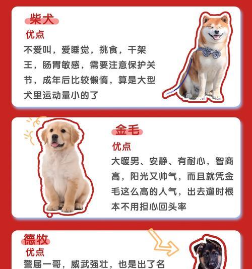 哪些大型犬品种适合作为陪伴犬？它们各自有什么特点？