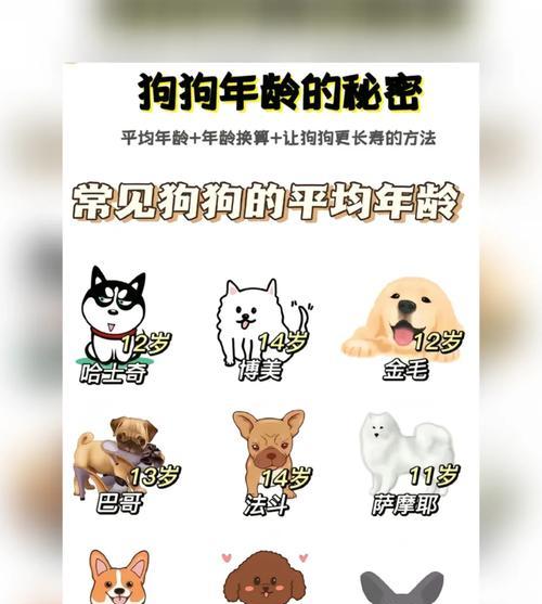 泰迪犬的平均寿命是多少岁？