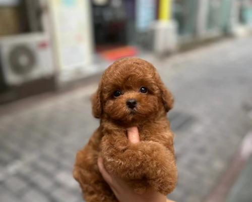 泰迪幼犬疫苗接种的费用是多少？打针前后需要注意什么？