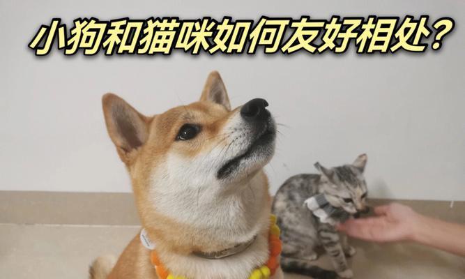 柴犬初到家应如何喂食猫粮？