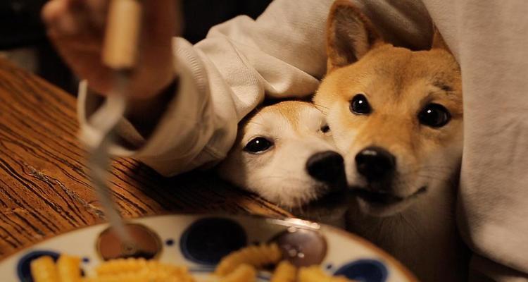 柴犬初到家应如何喂食猫粮？