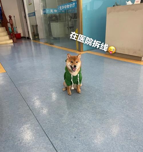 柴犬骨折拍片费用是多少？拍片后如何进行护理？