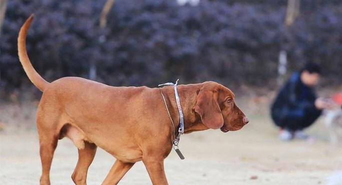 哪些大型犬品种既温顺又帅气？如何选择合适的温顺帅气大型犬？