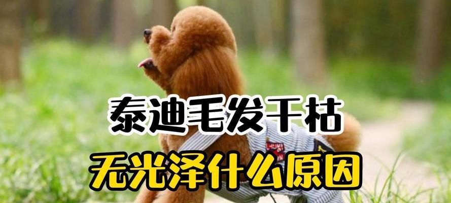 五个月大的泰迪毛发应该有多长？如何保持毛发健康？