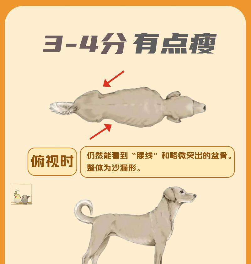 小型柴犬狗的标准体重是多少？体重异常怎么办？