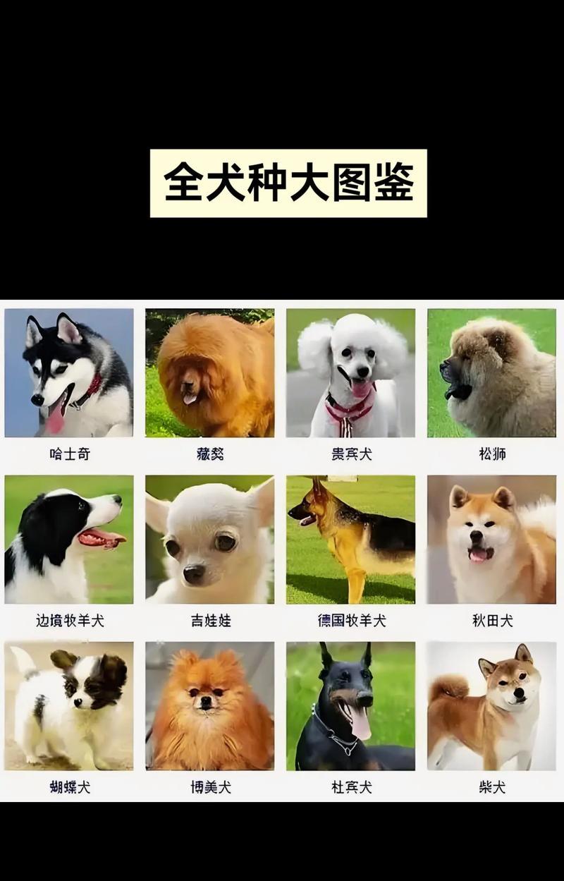 哪些小型犬适合男性养？推荐的犬种有哪些？