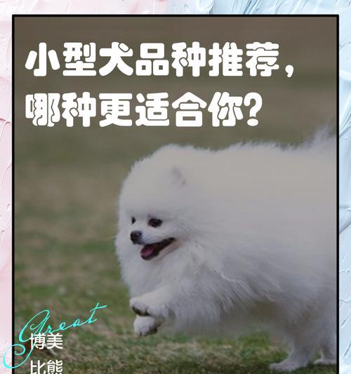 哪些小型犬适合男性养？推荐的犬种有哪些？