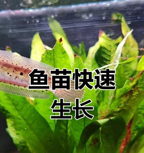 雷龙鱼苗的最佳起飞时间是什么时候？