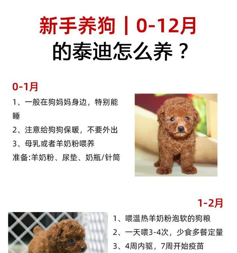 庞庄捡到的泰迪售价是多少？怎样领养？