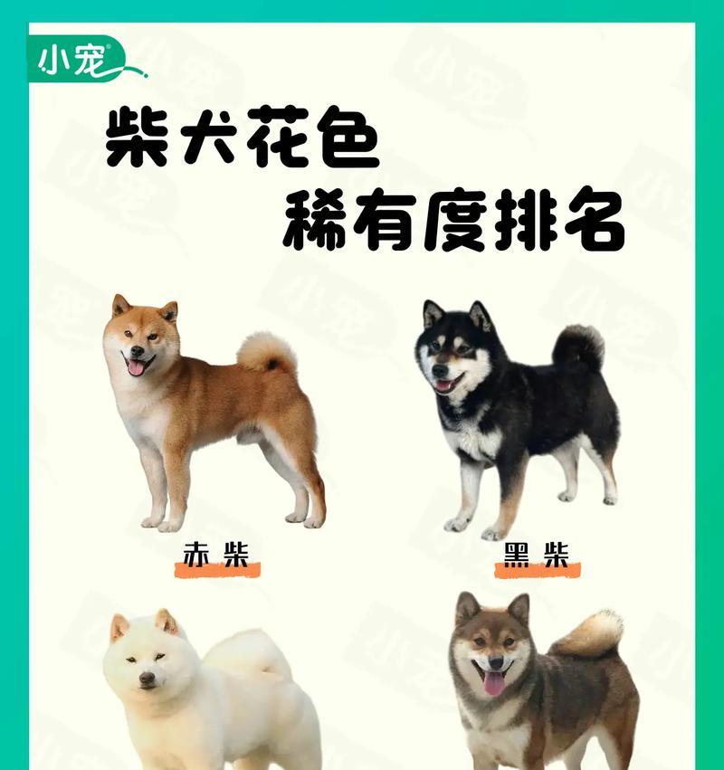 柴犬的市场售价是多少？