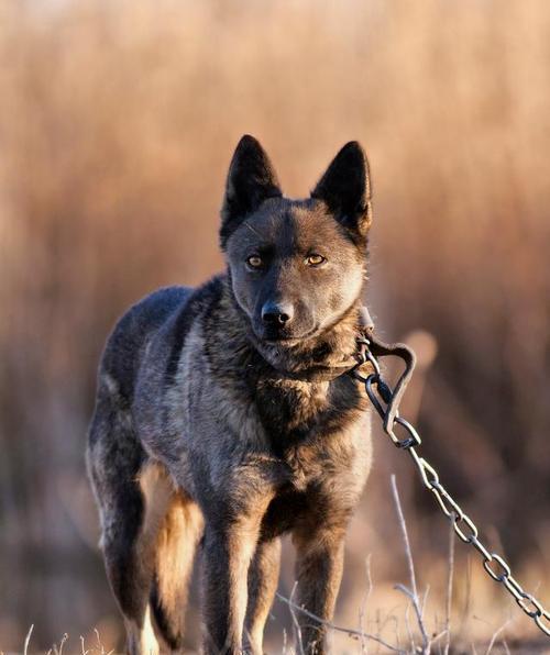 哪些大型犬适合牧羊时防狼？它们的特点是什么？