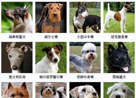 哪些小型犬品种弃养率低？如何选择适合家庭的小型犬？