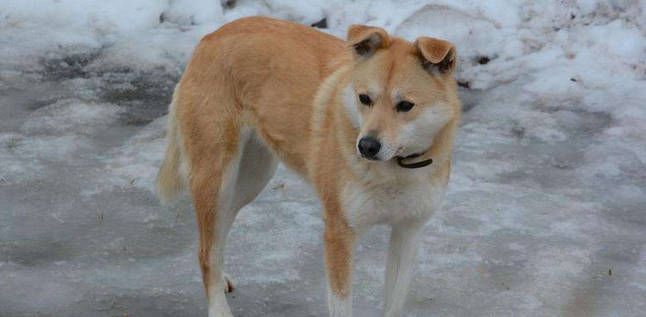 南方有哪些小型田园犬品种？