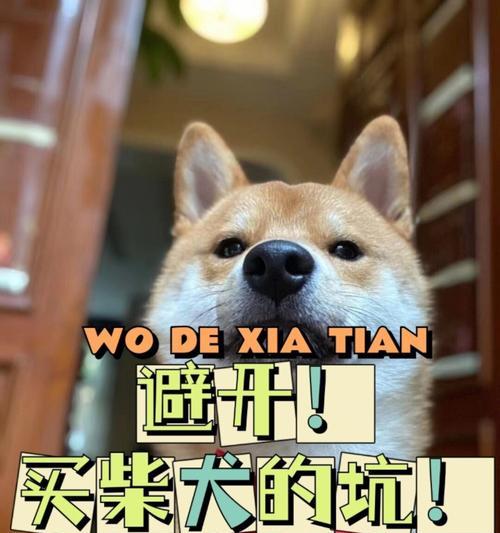 柴犬转圈的价格是多少？购买时应该注意什么？