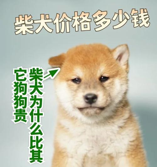 柴犬转圈的价格是多少？购买时应该注意什么？