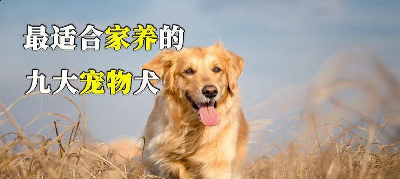 小型温顺犬适合家养的狗有哪些？如何挑选适合家庭的犬种？