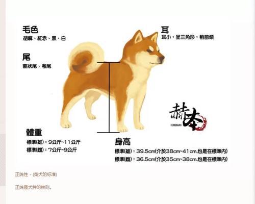 日本纯正柴犬的市场价格是多少？