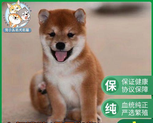 日本纯正柴犬的市场价格是多少？