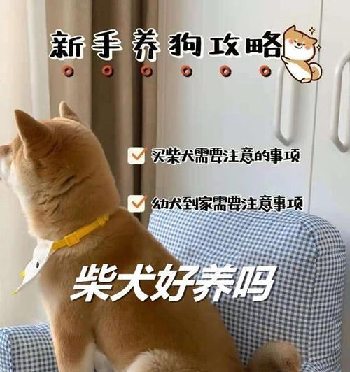 柴犬河南郑州能养吗多少钱？柴犬的饲养成本是多少？