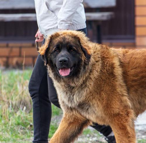 哪些大型犬品种适合保护小狗？