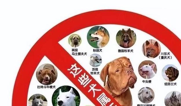 哪些中大型犬适合女生养？养这些犬种需要注意什么？