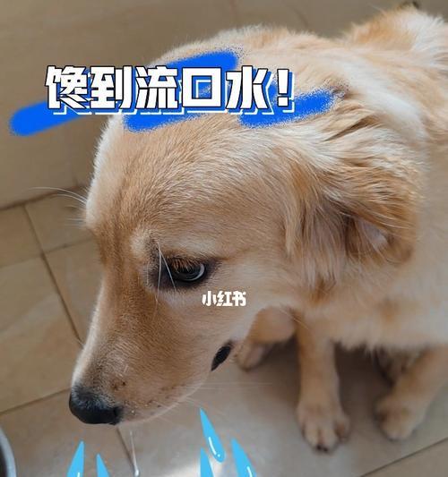 给狗喂口水粮怎么喂的？有哪些注意事项？