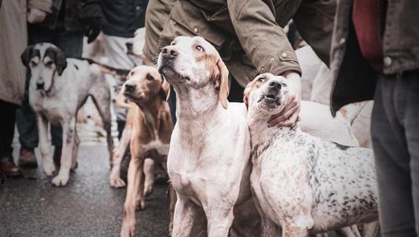 大型犬都有哪些优缺点和特点？如何根据自己的生活方式选择？