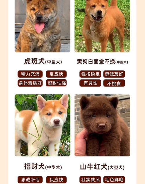 贵港柴犬的价格是多少？购买时应注意什么？